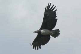 Wojownik zbrojny - Polemaetus bellicosus - Martial Eagle