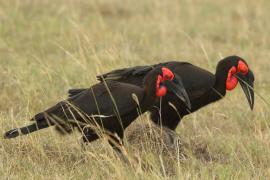 Dzioboróg kafryjski - Bucorvus leadbeateri - Southern Ground Hornbill