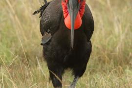 Dzioboróg kafryjski - Bucorvus leadbeateri - Southern Ground Hornbill