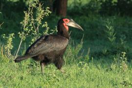 Dzioboróg kafryjski - Bucorvus leadbeateri - Southern Ground Hornbill