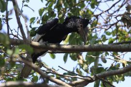 Dzioborożec baniastoczoły - Bycanistes subcylindricus - Black-and-white-casqued Hornbill
