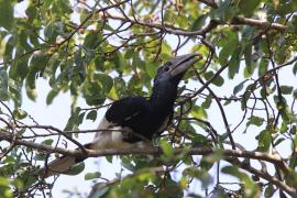 Dzioborożec baniastoczoły - Bycanistes subcylindricus - Black-and-white-casqued Hornbill