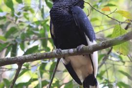 Dzioborożec baniastoczoły - Bycanistes subcylindricus - Black-and-white-casqued Hornbill