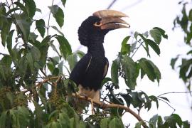 Dzioborożec białosterny - Bycanistes albotibialis - White-thighed Hornbill