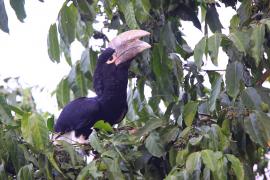 Dzioborożec białosterny - Bycanistes albotibialis - White-thighed Hornbill
