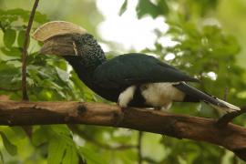 Dzioborożec srebrnolicy - Bycanistes brevis - Silvery-cheeked Hornbill