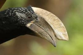 Dzioborożec srebrnolicy - Bycanistes brevis - Silvery-cheeked Hornbill