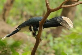 Dzioborożec srebrnolicy - Bycanistes brevis - Silvery-cheeked Hornbill
