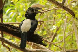 Dzioborożec srebrnolicy - Bycanistes brevis - Silvery-cheeked Hornbill