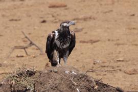 Bielik afrykański - Haliaeetus vocifer - African Fish Eagle