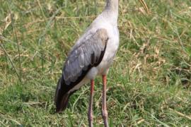 Dławigad afrykański - Mycteria ibis - Yellow-billed Stork