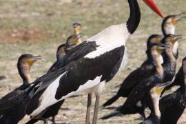 Żabiru afrykański - Ephippiorhynchus senegalensis - Saddle-billed Stork