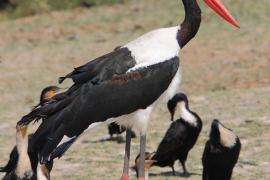 Żabiru afrykański - Ephippiorhynchus senegalensis - Saddle-billed Stork