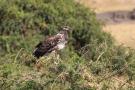 Bielik afrykański - Haliaeetus vocifer - African Fish Eagle