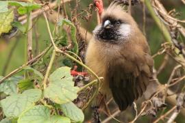 Czepiga rudawa - Colius striatus - Speckled Mousebird