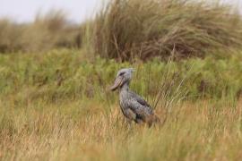 Trzewikodziób - Balaeniceps rex - Shoebill