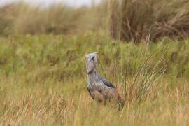 Trzewikodziób - Balaeniceps rex - Shoebill
