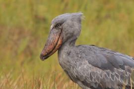 Trzewikodziób - Balaeniceps rex - Shoebill