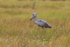 Trzewikodziób - Balaeniceps rex - Shoebill
