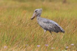 Trzewikodziób - Balaeniceps rex - Shoebill