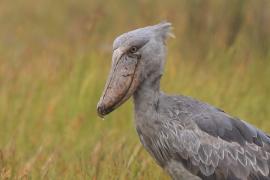 Trzewikodziób - Balaeniceps rex - Shoebill