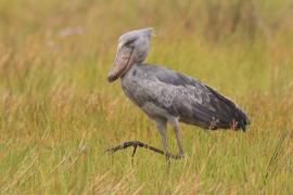 Trzewikodziób - Balaeniceps rex - Shoebill
