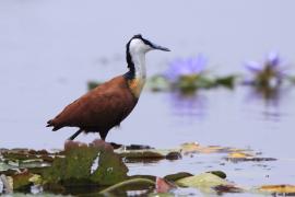 Długoszpon afrykański - Actophilornis africanus - African Jacana