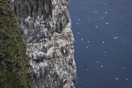 Głuptak - Morus bassanus - Northern Gannet