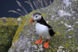 Maskonur - Fratercula arctica - Atlantic Puffin