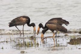 Kleszczak afrykański - Anastomus lamelligerus - African Openbill