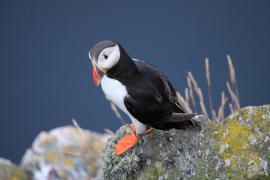 Maskonur - Fratercula arctica - Atlantic Puffin