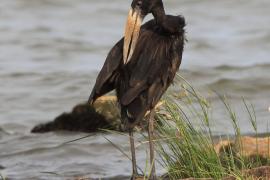 Kleszczak afrykański - Anastomus lamelligerus - African Openbill