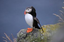 Maskonur - Fratercula arctica - Atlantic Puffin