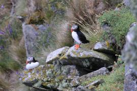 Maskonur - Fratercula arctica - Atlantic Puffin