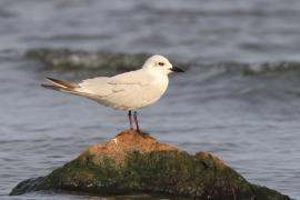 Rybitwa krótkodzioba - Gelochelidon nilotica - Gull-billed Tern