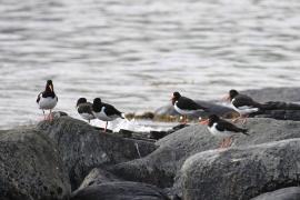 Ostrygojad - Haematopus ostralegus - Eurasian Oystercatcher