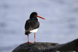 Ostrygojad - Haematopus ostralegus - Eurasian Oystercatcher