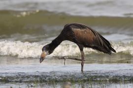 Kleszczak afrykański - Anastomus lamelligerus - African Openbill