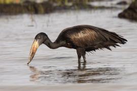 Kleszczak afrykański - Anastomus lamelligerus - African Openbill