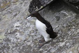 Nurzyk - Uria aalge - Common Guillemot