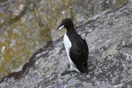 Nurzyk - Uria aalge - Common Guillemot
