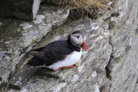 Maskonur - Fratercula arctica - Atlantic Puffin