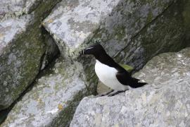 Alka - Alca torda - Razorbill 