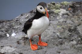 Maskonur - Fratercula arctica - Atlantic Puffin