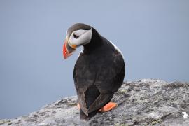 Maskonur - Fratercula arctica - Atlantic Puffin