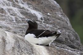 Alka - Alca torda - Razorbill 