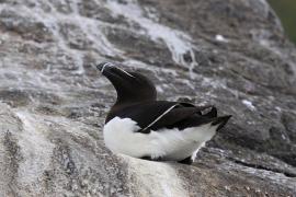 Alka - Alca torda - Razorbill 