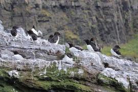 Alka - Alca torda - Razorbill 