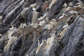 Głuptak - Morus bassanus - Northern Gannet