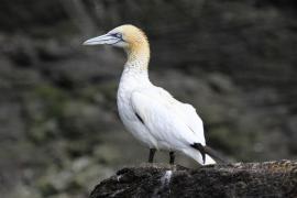 Głuptak - Morus bassanus - Northern Gannet